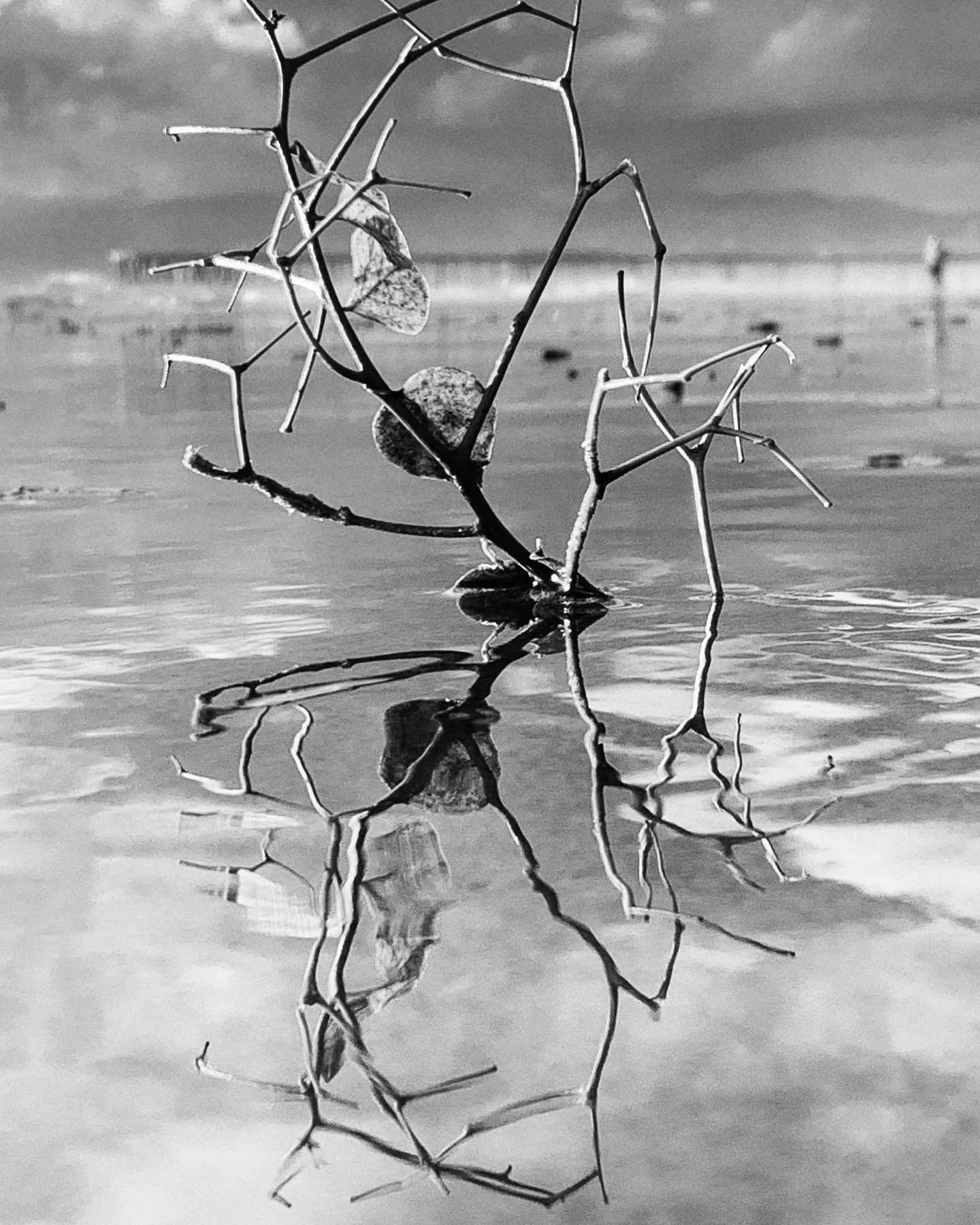 Bare branches and their reflections form a delicate black-and-white pattern in shallow water.