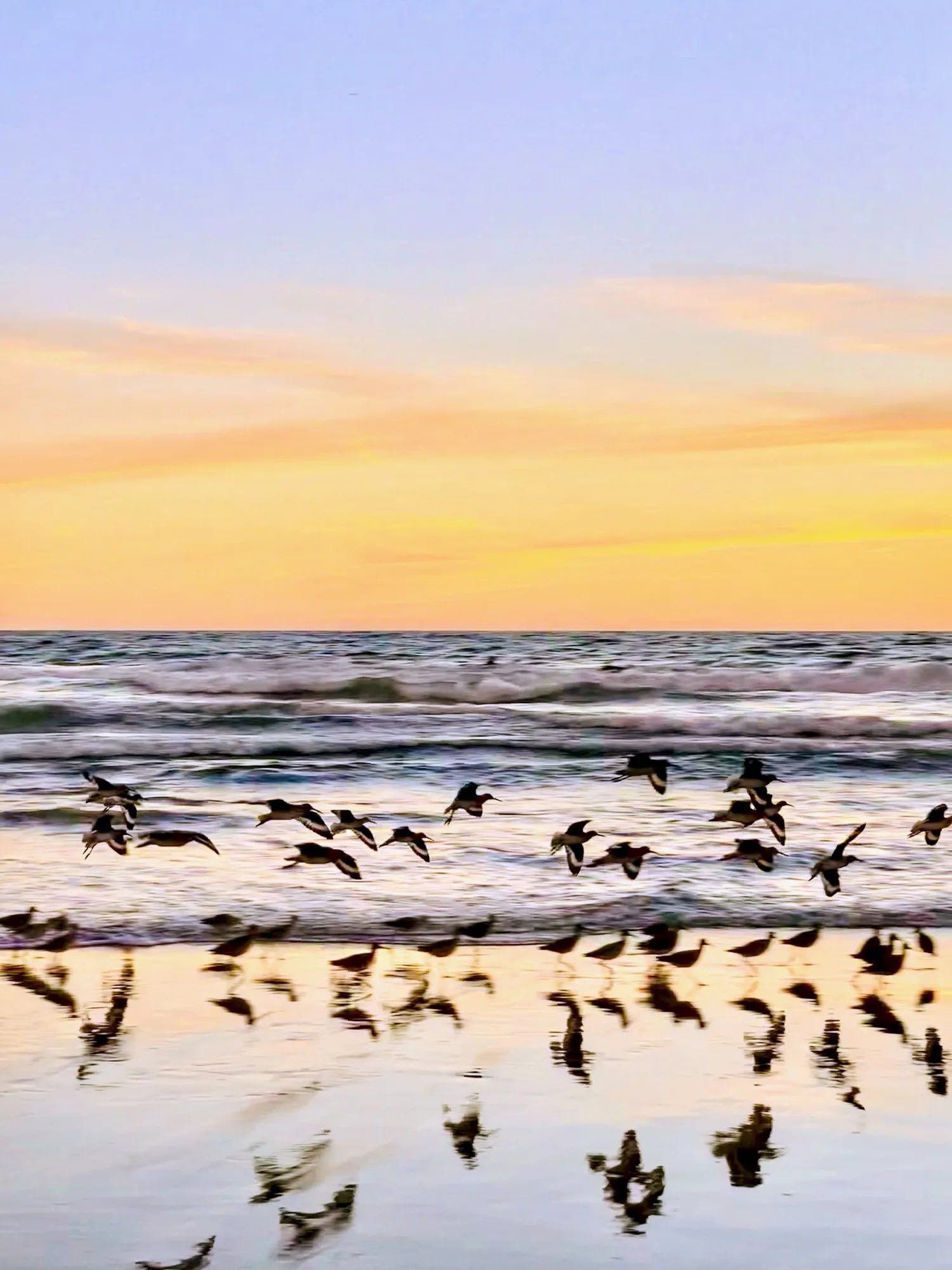 Birds gather where the waves meet the sand. A beach observation made in the changing evening light.