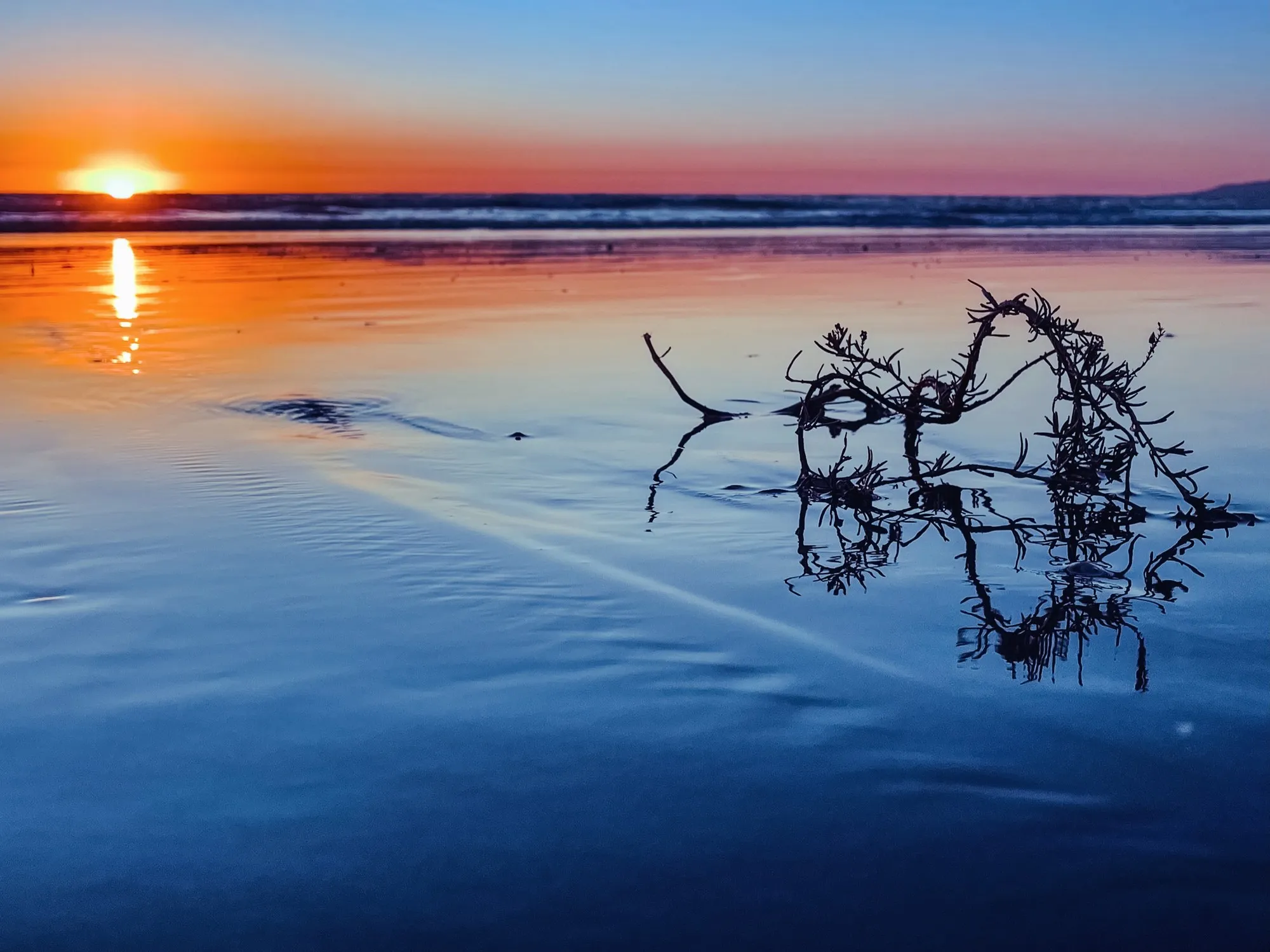 Branches reflected at low tide. A beach observation made in the changing evening light.