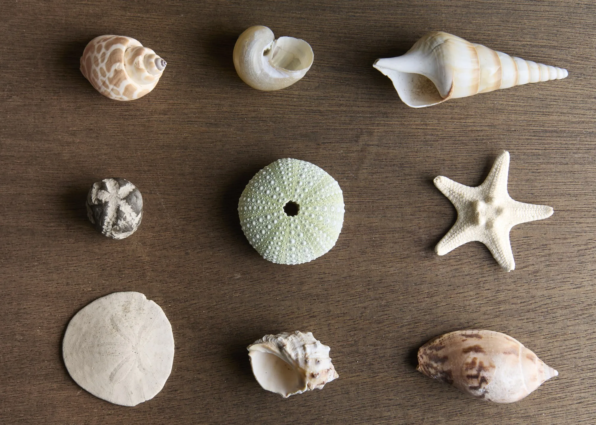 A collection of shells and sea forms is arranged on a wooden surface.