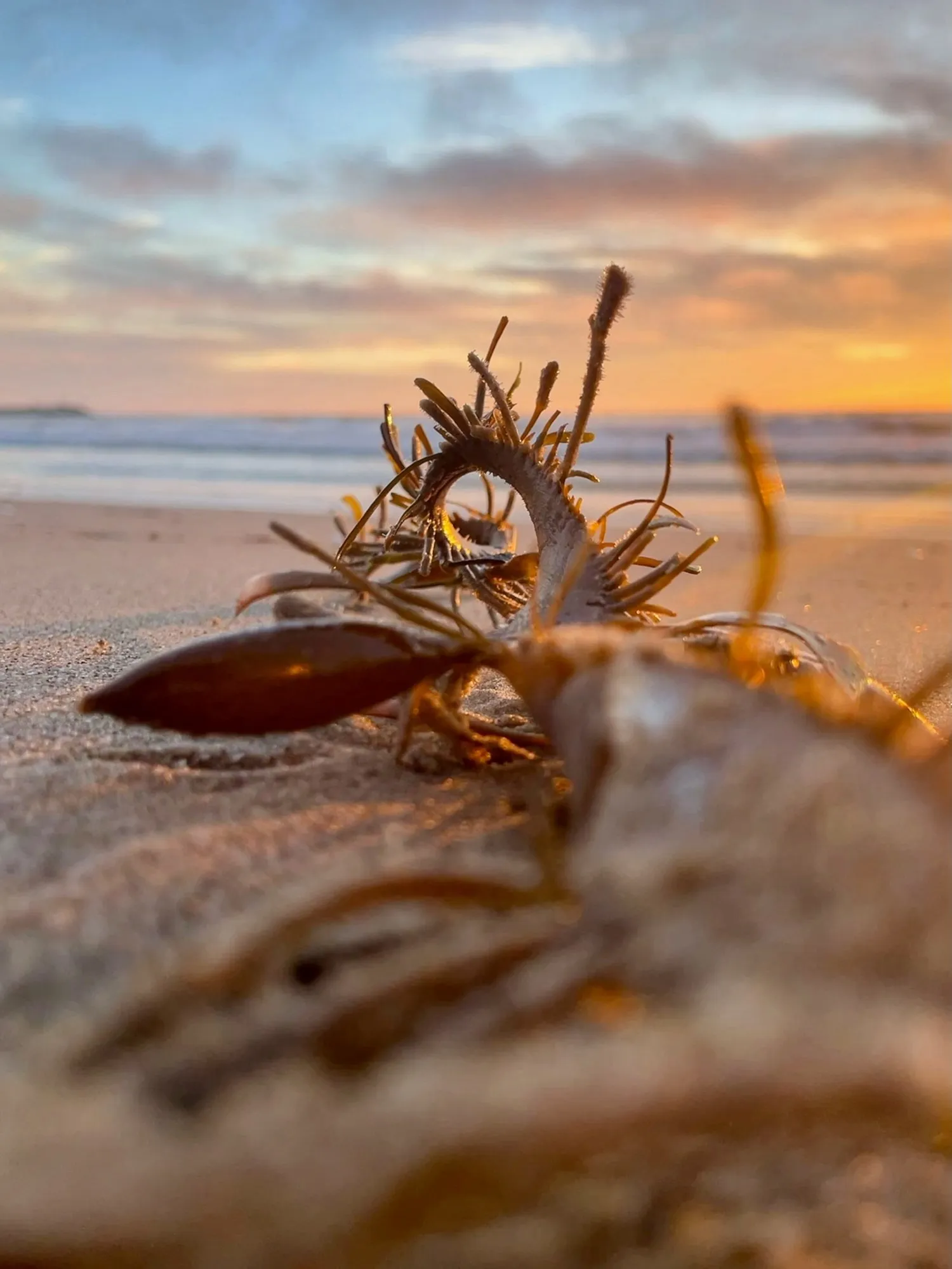 A crab claw arches from the beach with a distant figure and surf behind it.