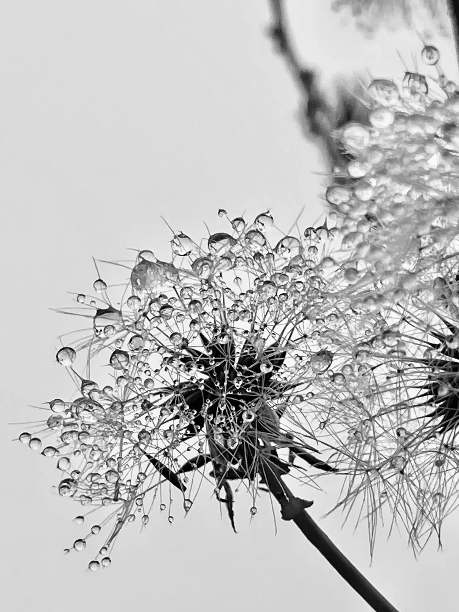 A dew-covered dandelion seed head glows in a high-contrast black-and-white close-up.