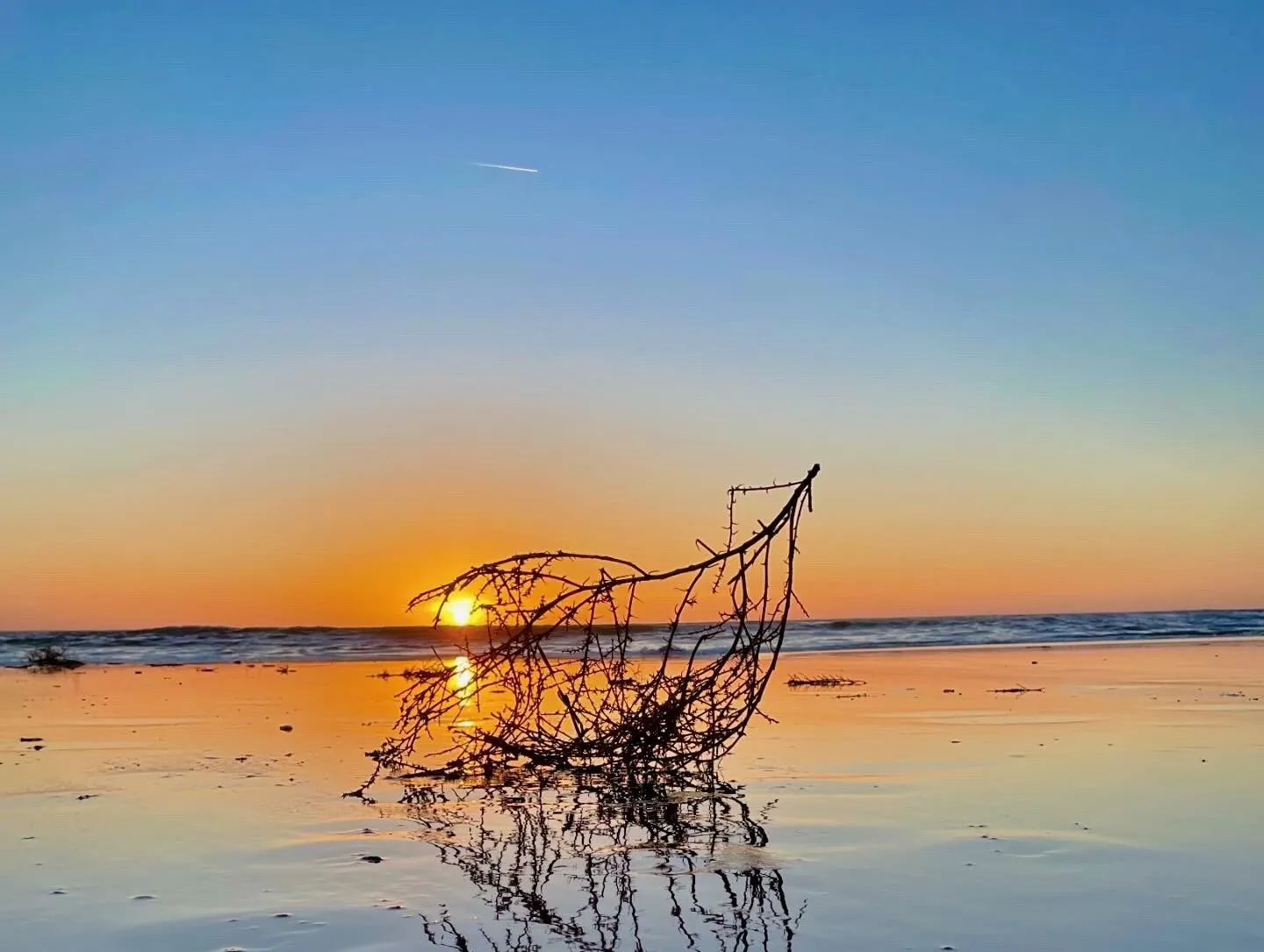 Driftwood against a pastel sky. A beach observation made in the changing evening light.