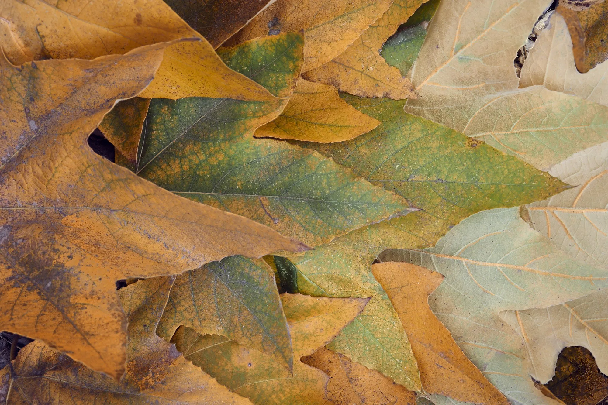 Dry autumn leaves overlap in a close study of color and texture.