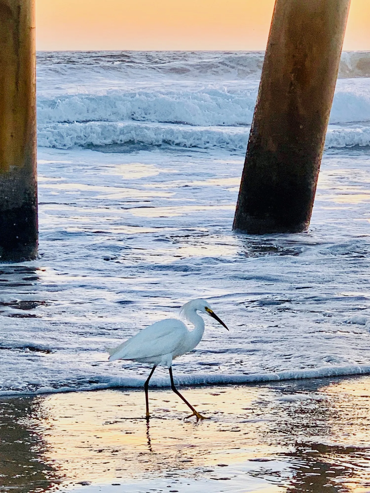 An egret wades through shallow surf beside a pier piling.