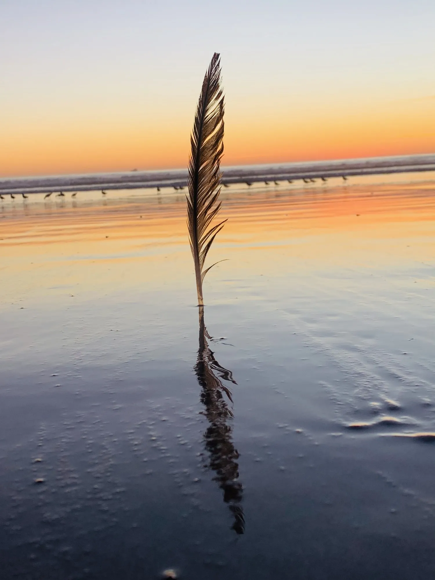 A feather reflected on wet sand. A beach observation made in the changing evening light.