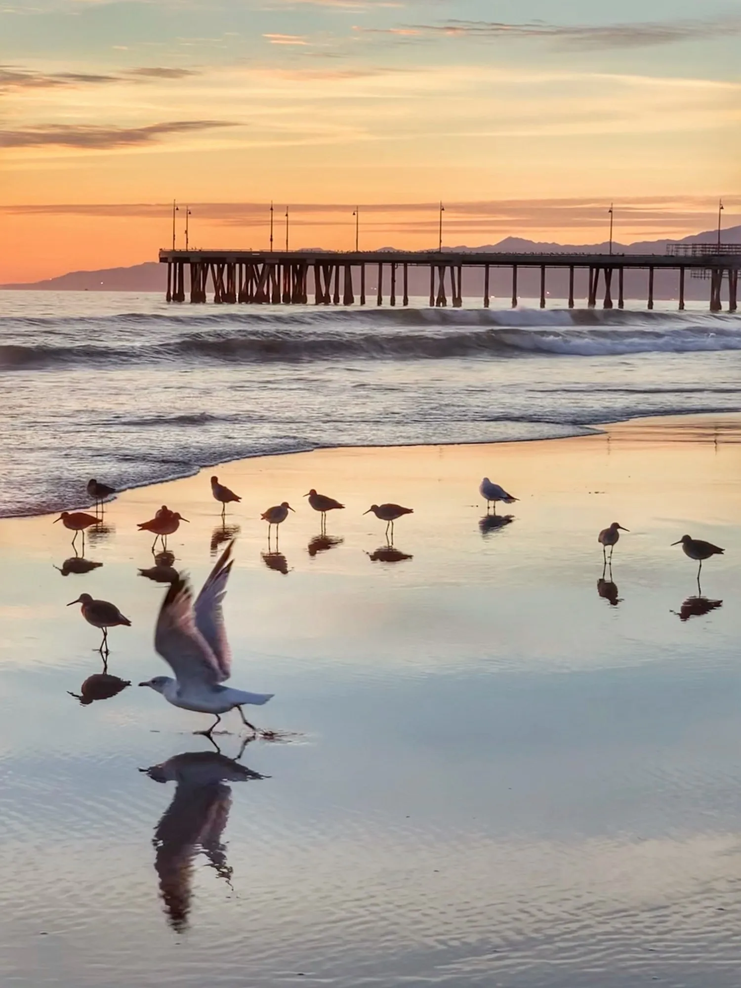 A flock of birds across the water. A beach observation made in the changing evening light.