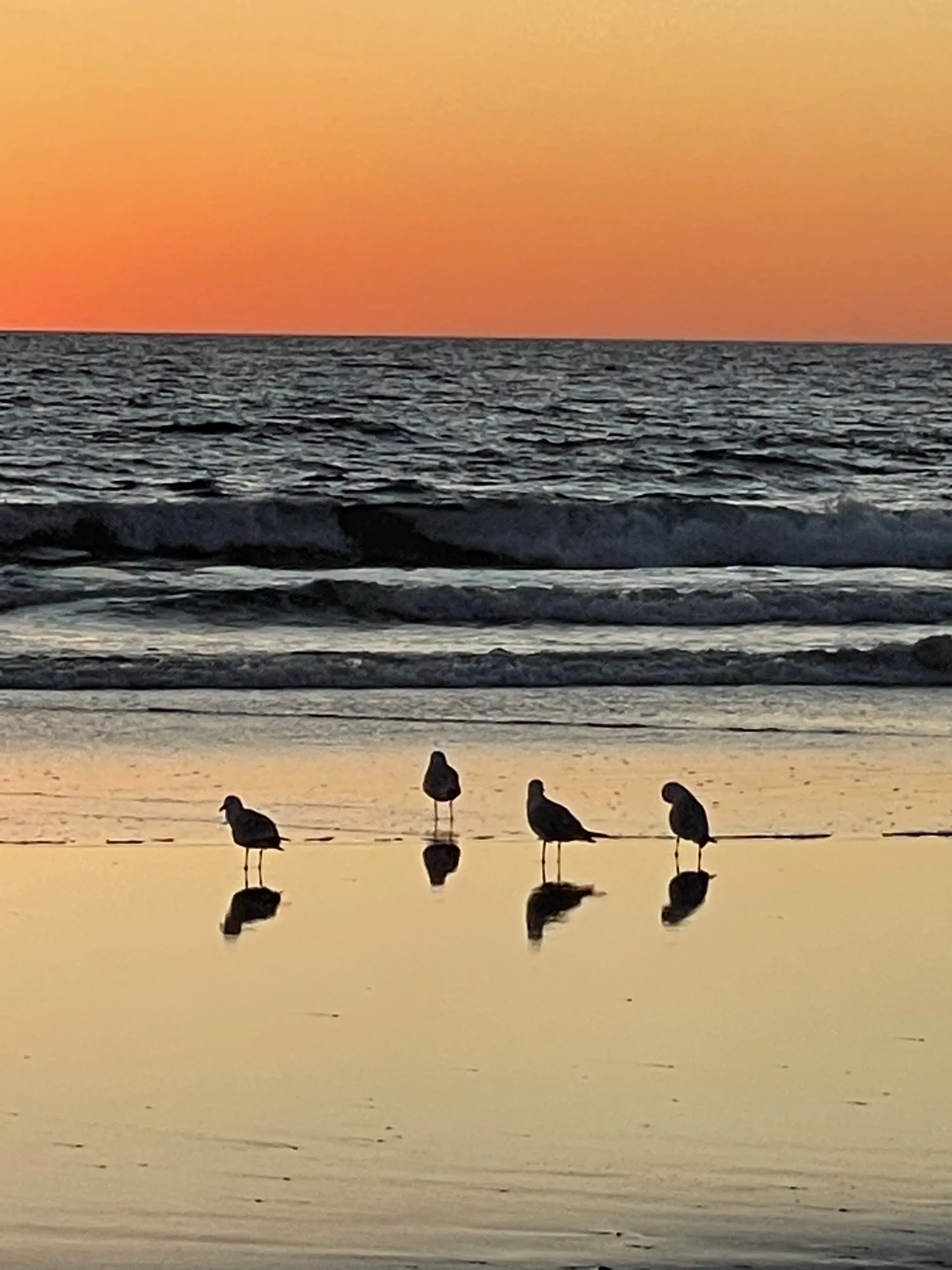 A flock of shorebirds gathers in a bright band of reflected sunset.