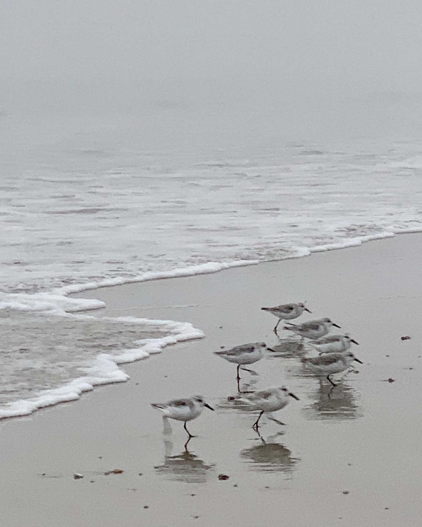 A flock of shorebirds reflects in smooth wet sand.