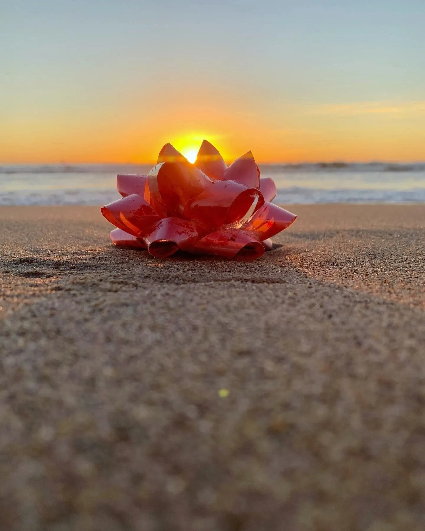 A flower at the waterline. A beach observation made in the changing evening light.