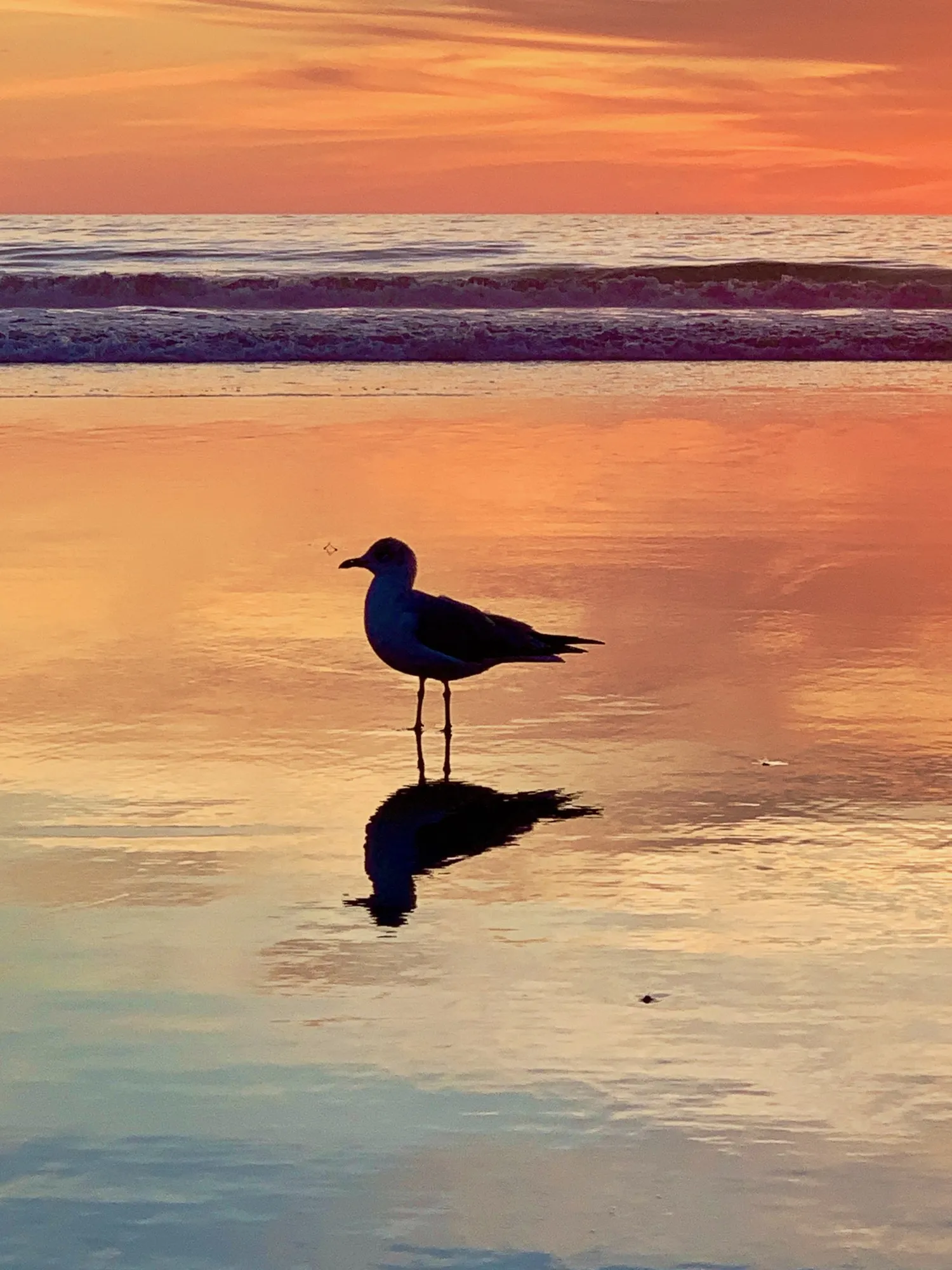 A gull crosses the setting sun. A beach observation made in the changing evening light.