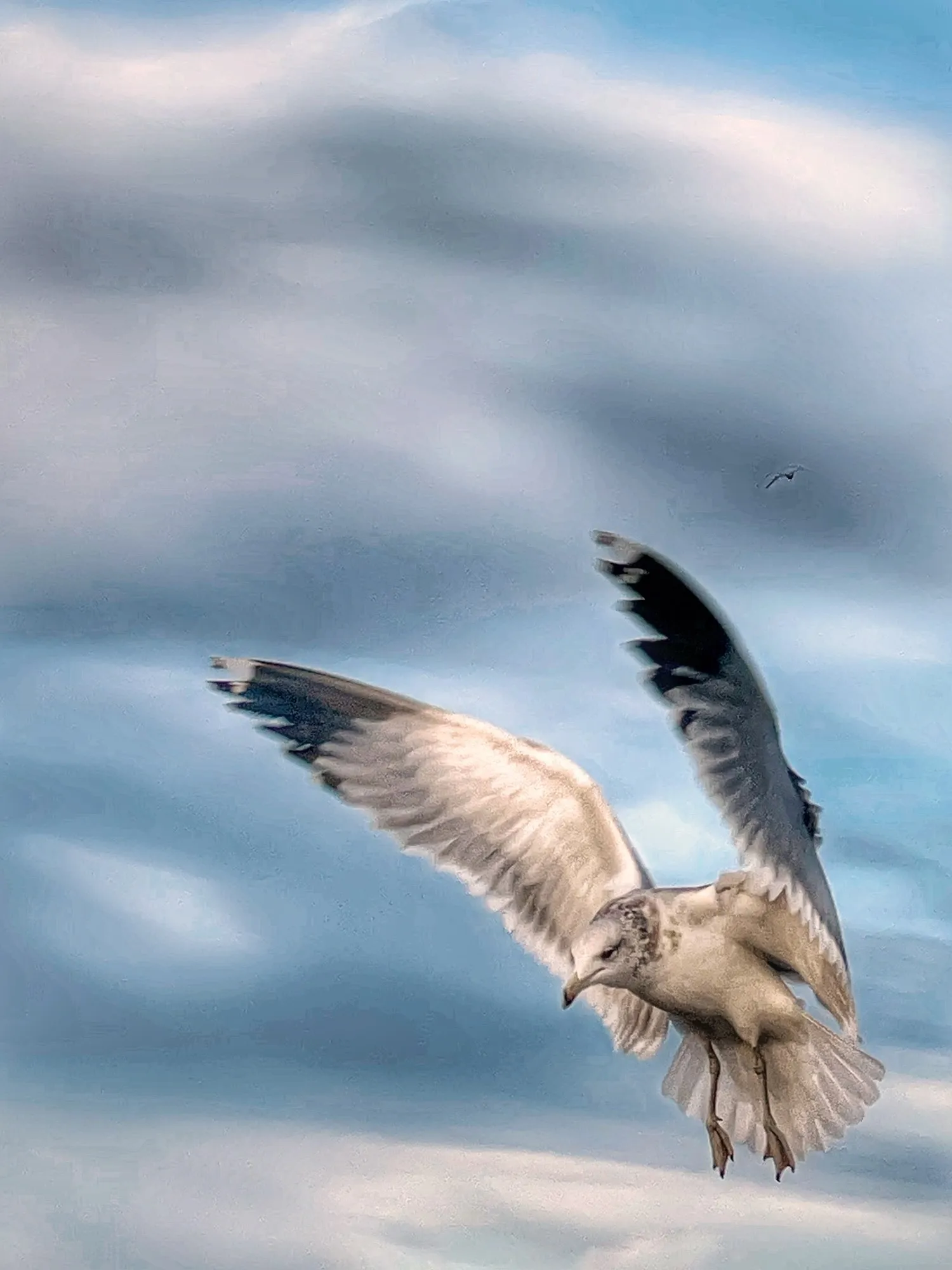A gull banks in the air with its wings spread against a cloudy sky.