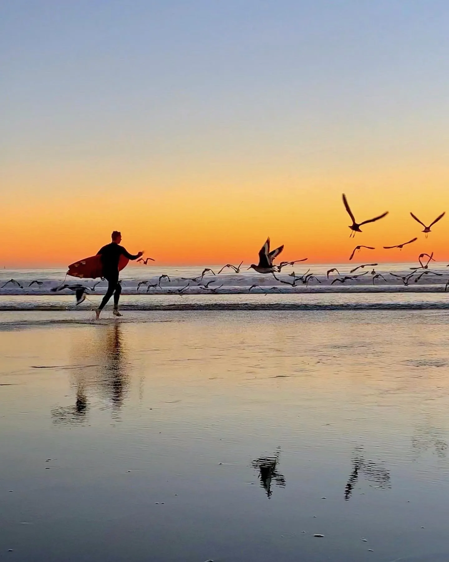 Gulls follow the waves. A beach observation made in the changing evening light.