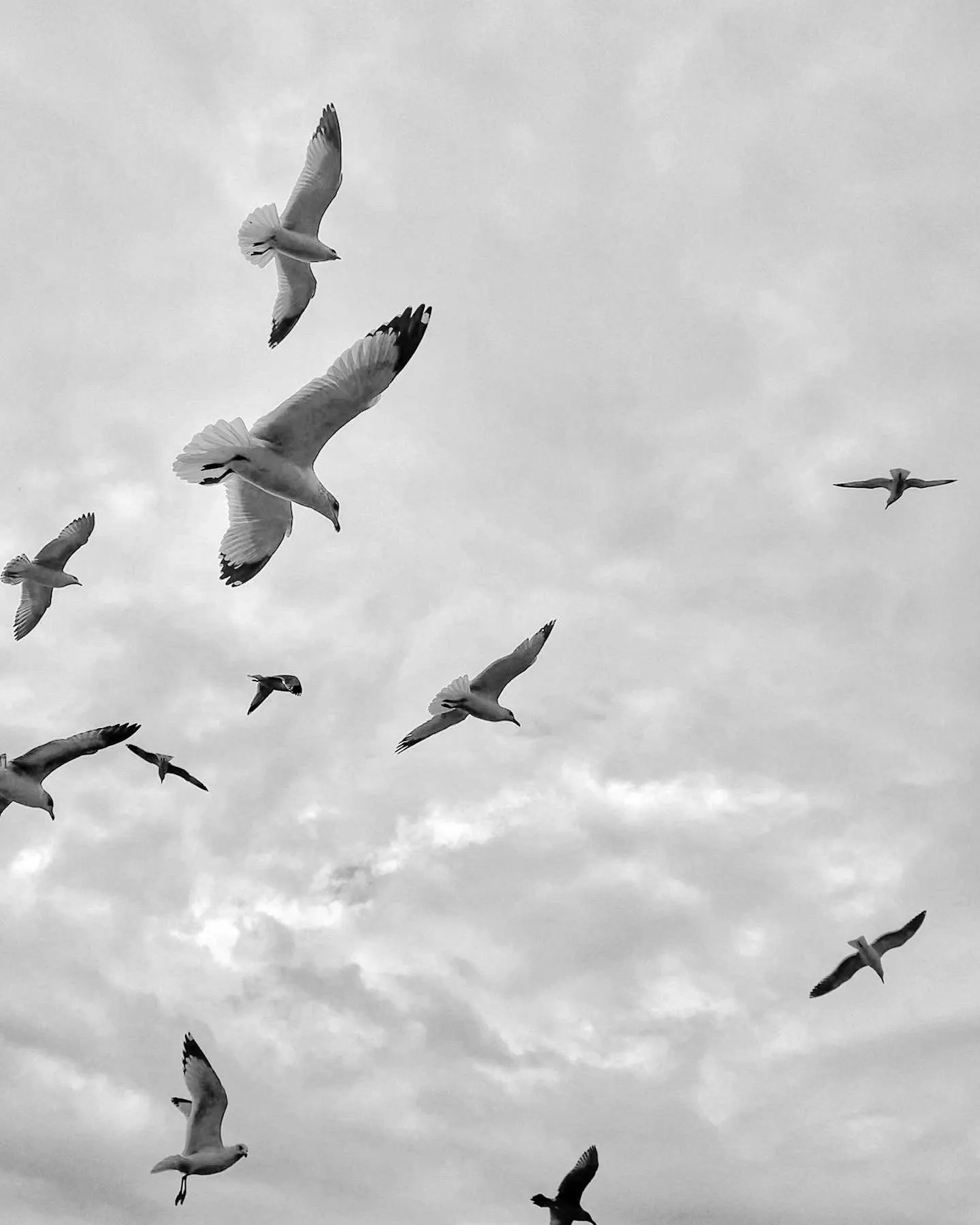 Gulls in a black-and-white study. A beach observation made in the changing evening light.