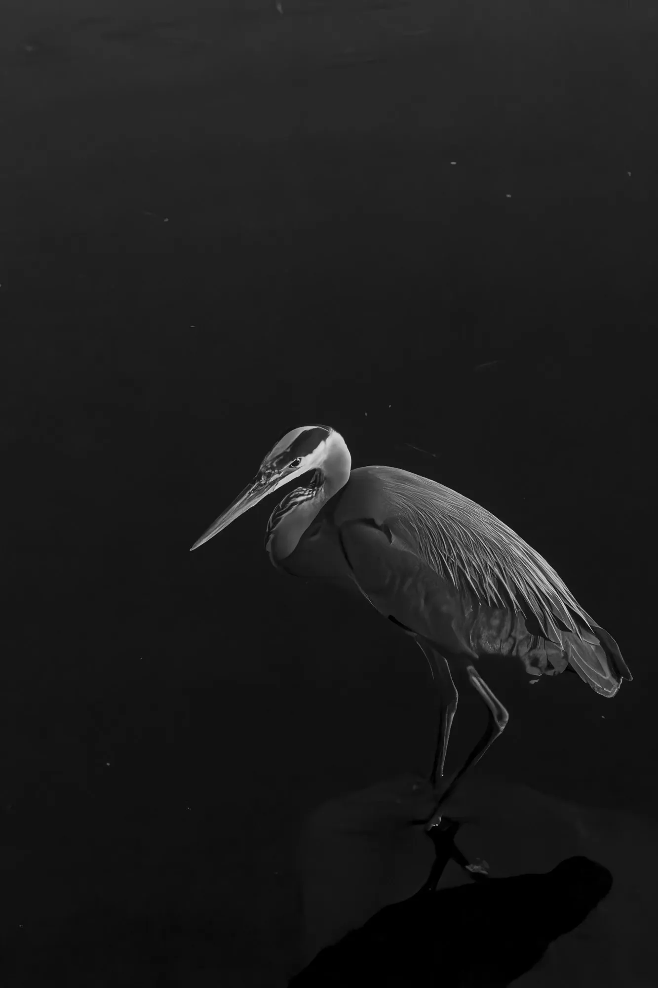 A heron stands in still water in a quiet black-and-white study.