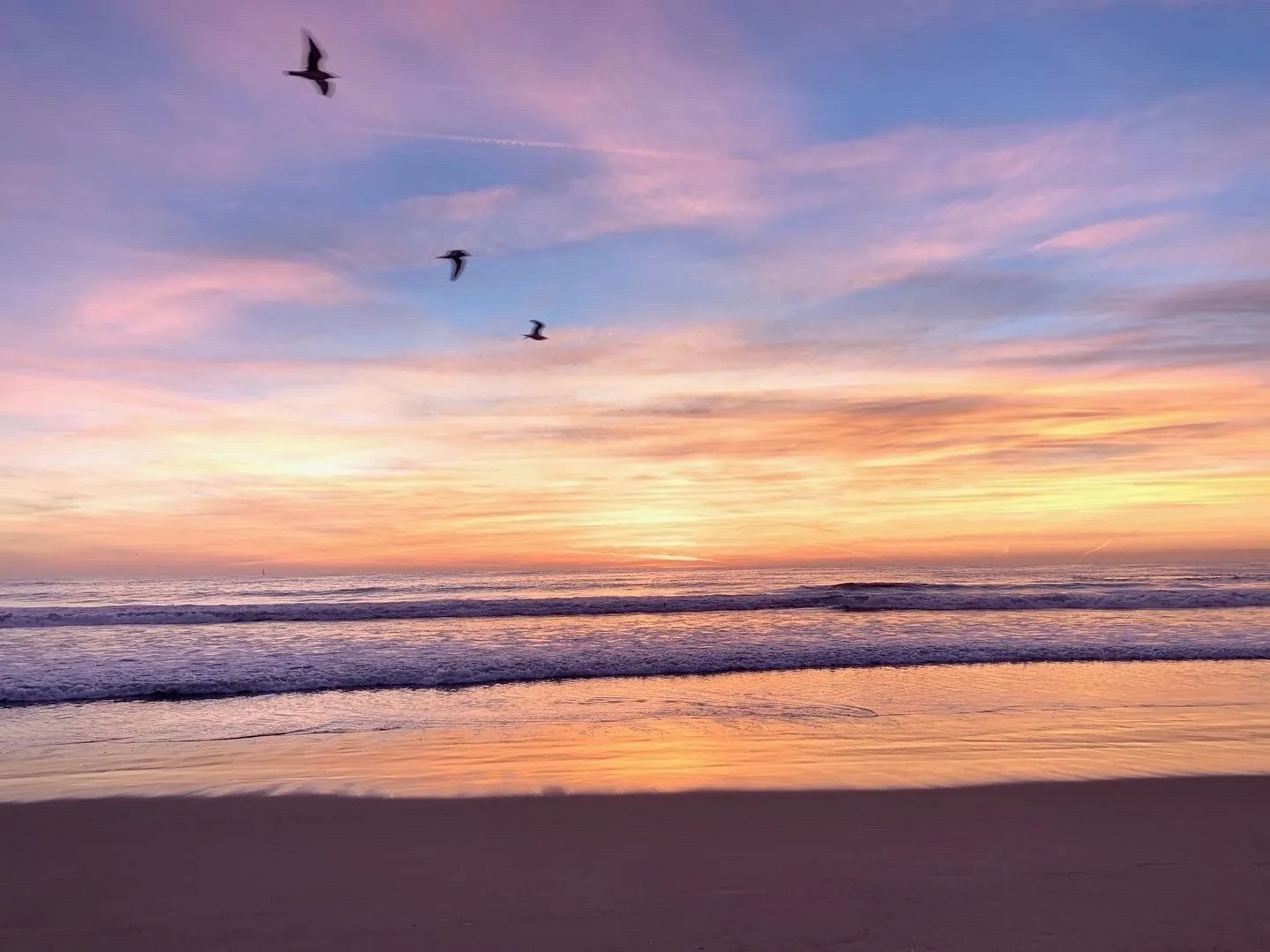 Birds above a pink and blue ocean at dusk
