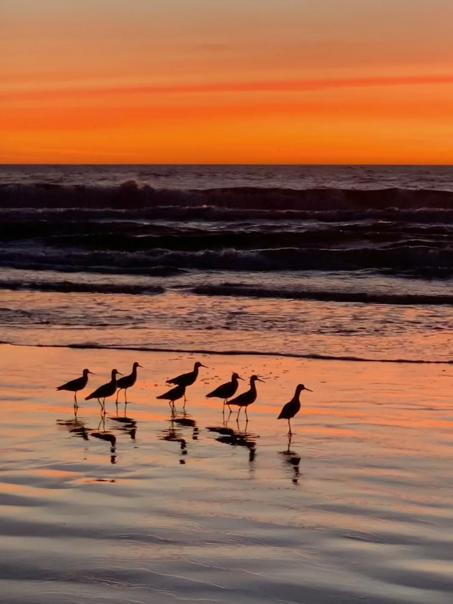 A line of shorebirds crosses a warm orange reflection at sunset.