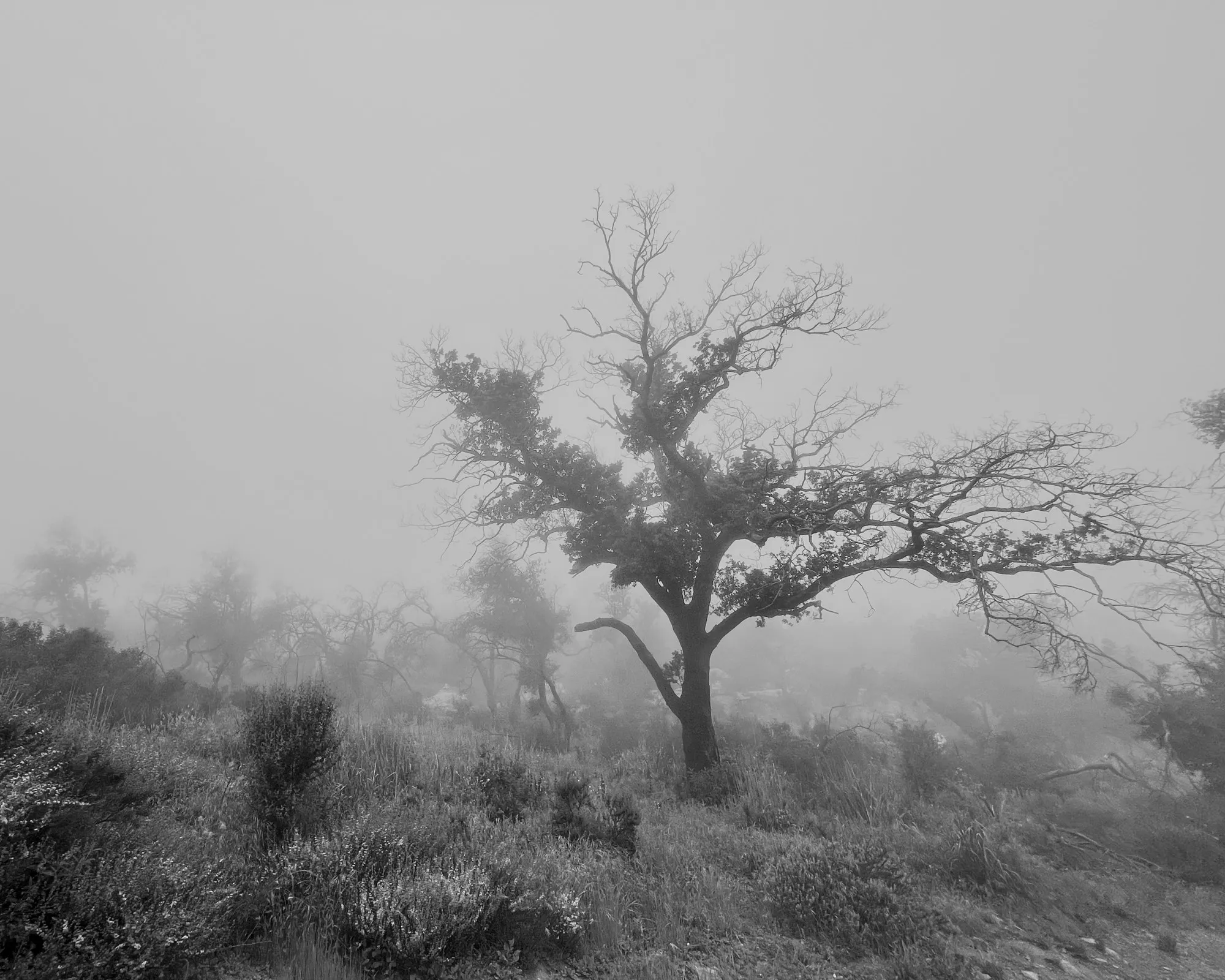 A lone tree stands in a misty field in a soft monochrome landscape.