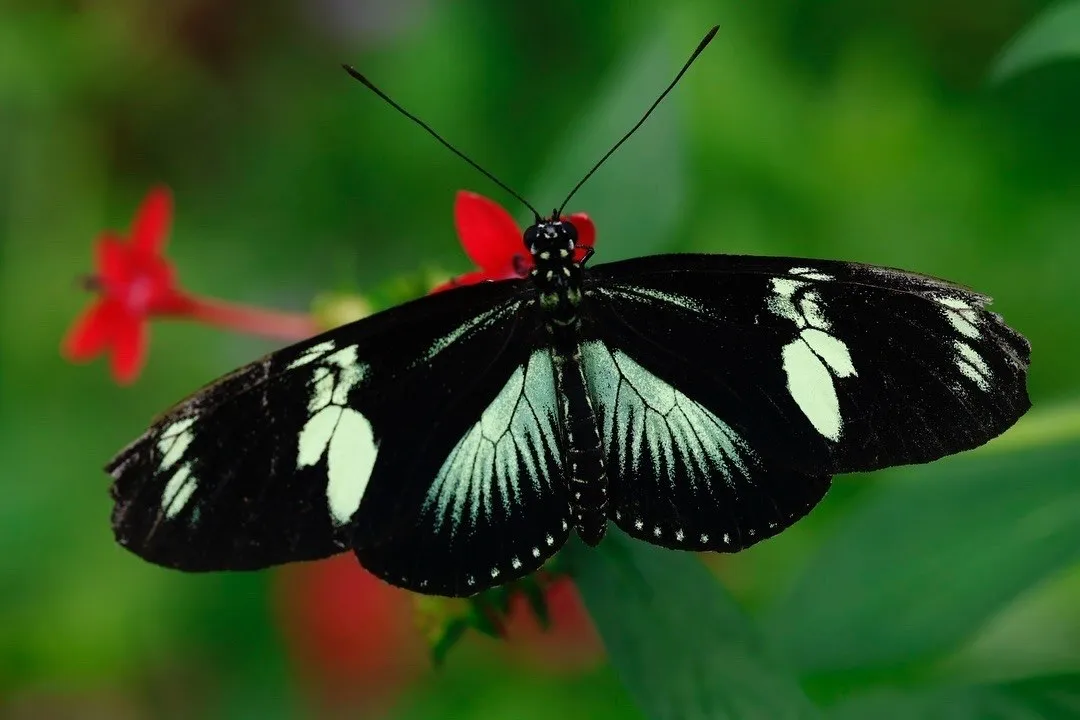 A black butterfly with green and white wing markings on a leaf