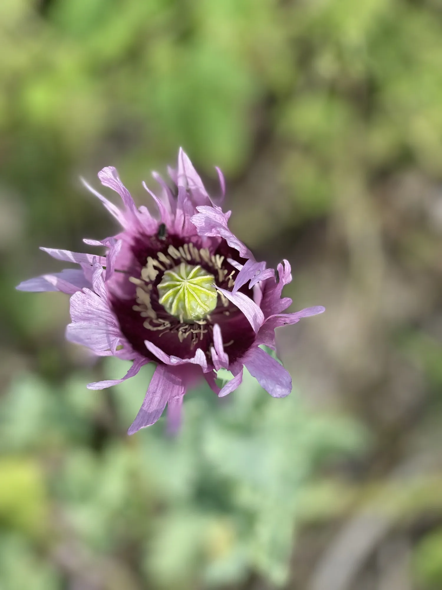 A delicate seed head and purple flower in a soft green setting