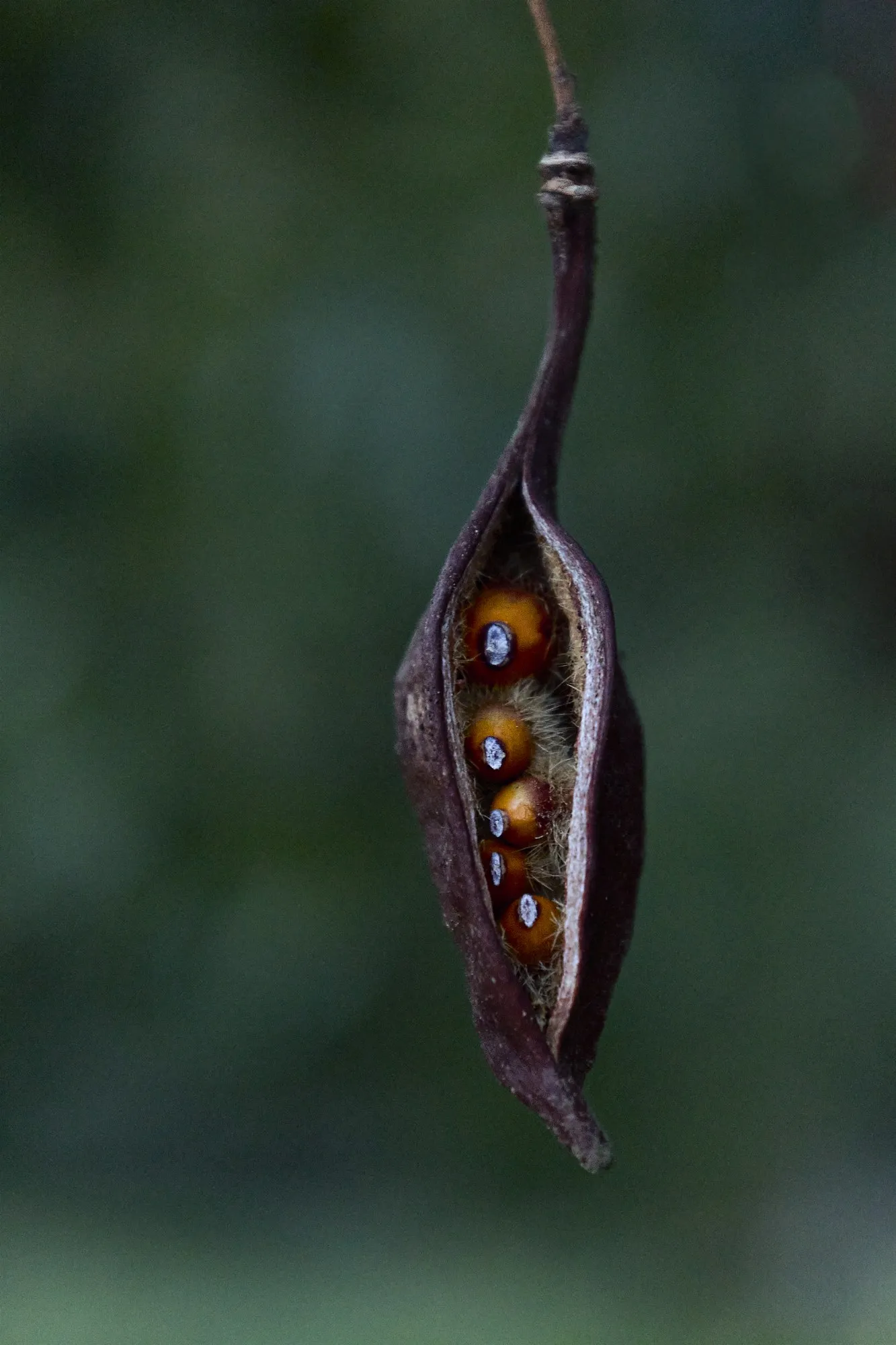 A slender open seed pod suspended against a dark green background