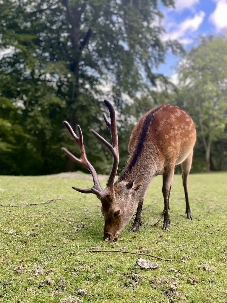 A deer grazing on green grass at the edge of woodland