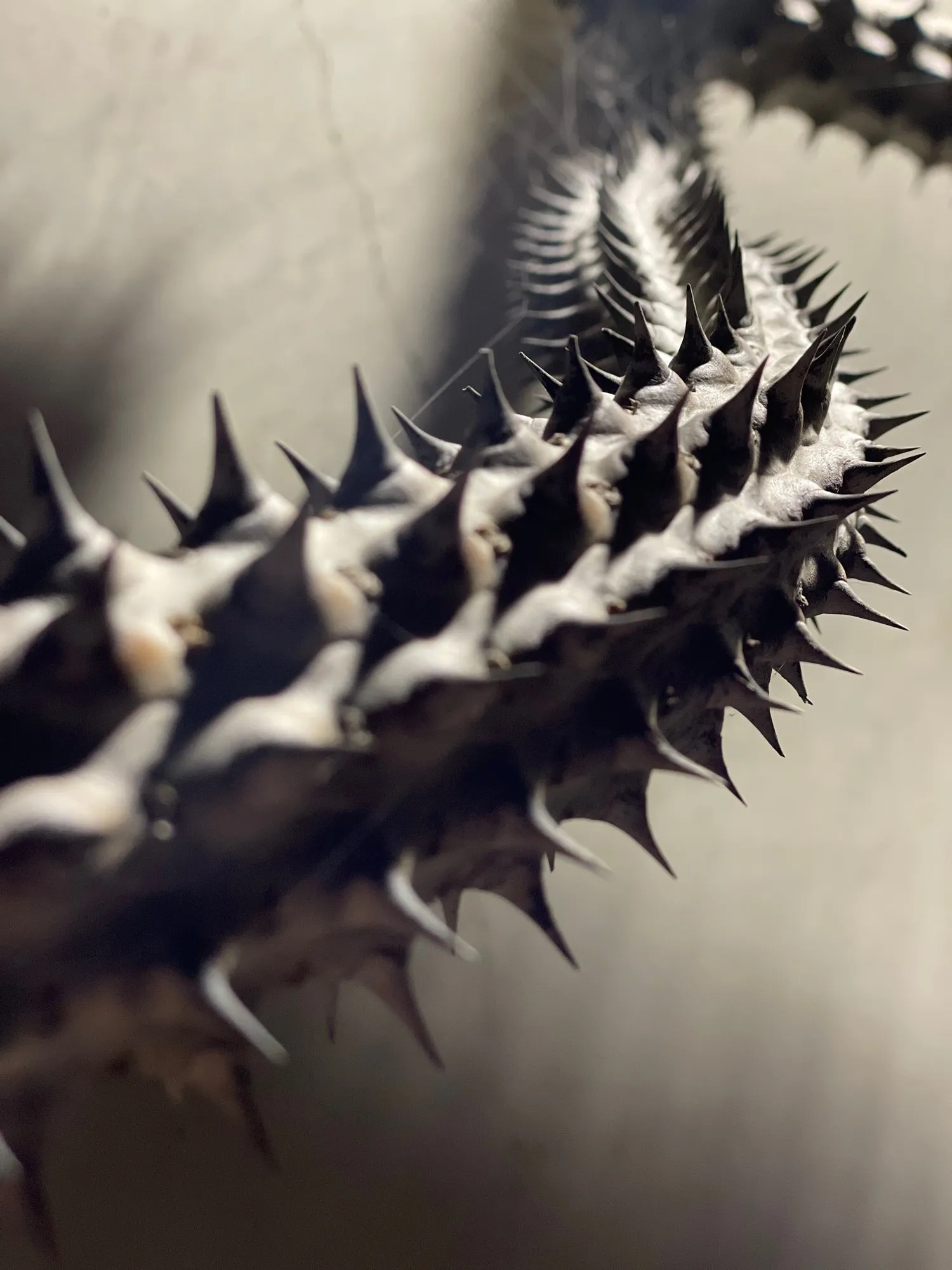 A close study of the pointed forms of a dried seed head