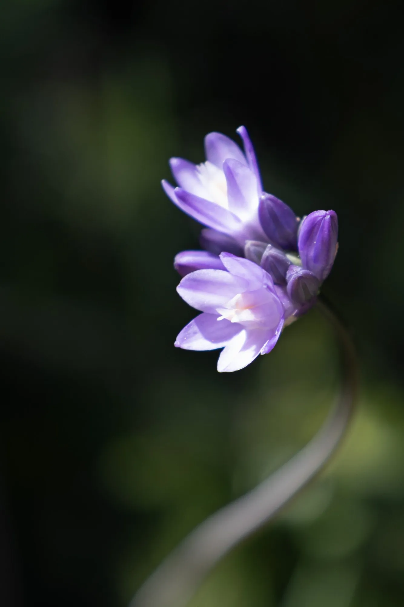 A small purple flower against a deep dark background