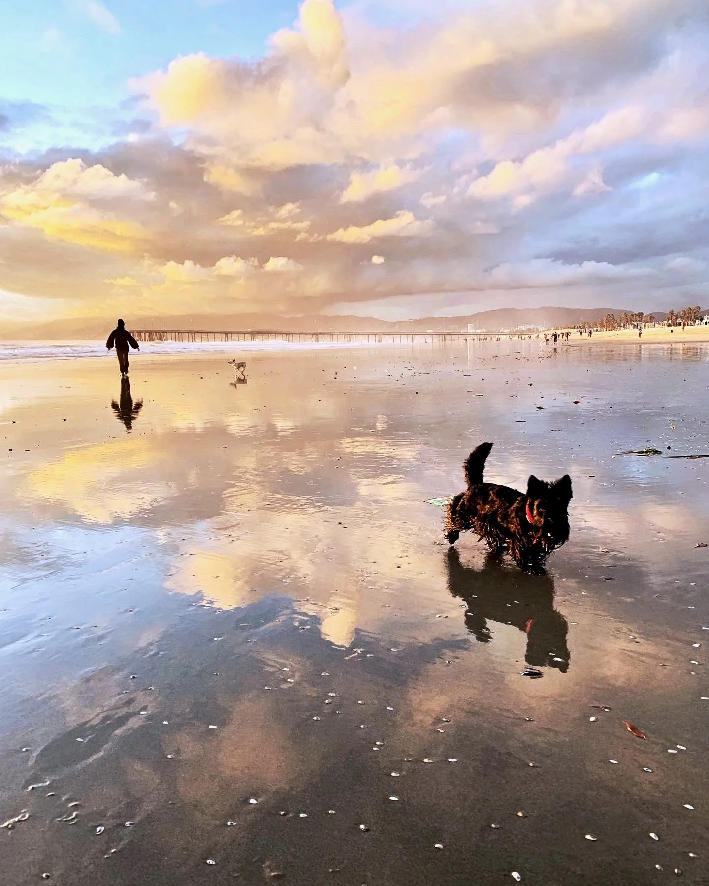 A small black dog reflected in wet sand beneath a luminous clouded sky