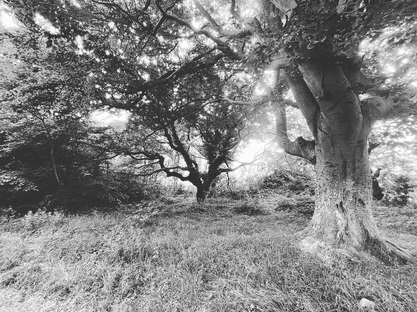 Old trees spread across a quiet landscape in black and white.