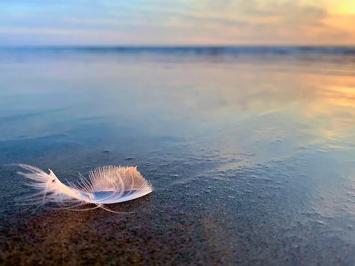 A pale shell reflected in the shallows. A beach observation made in the changing evening light.
