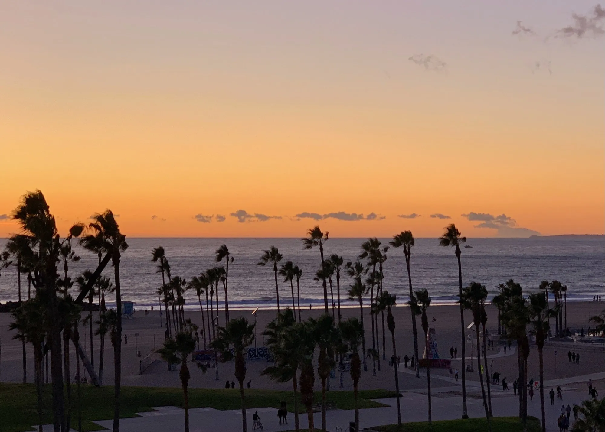 Palms after sunset. A beach observation made in the changing evening light.