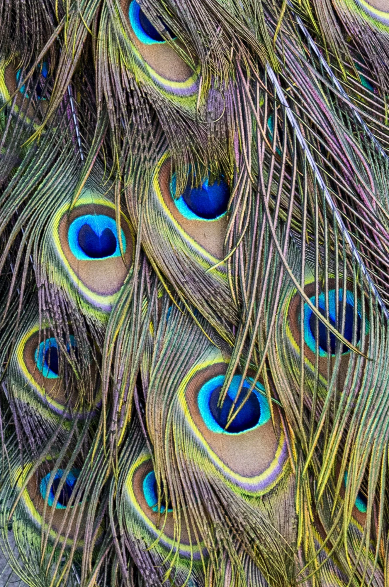 Iridescent peacock feathers form a vivid repeating pattern.