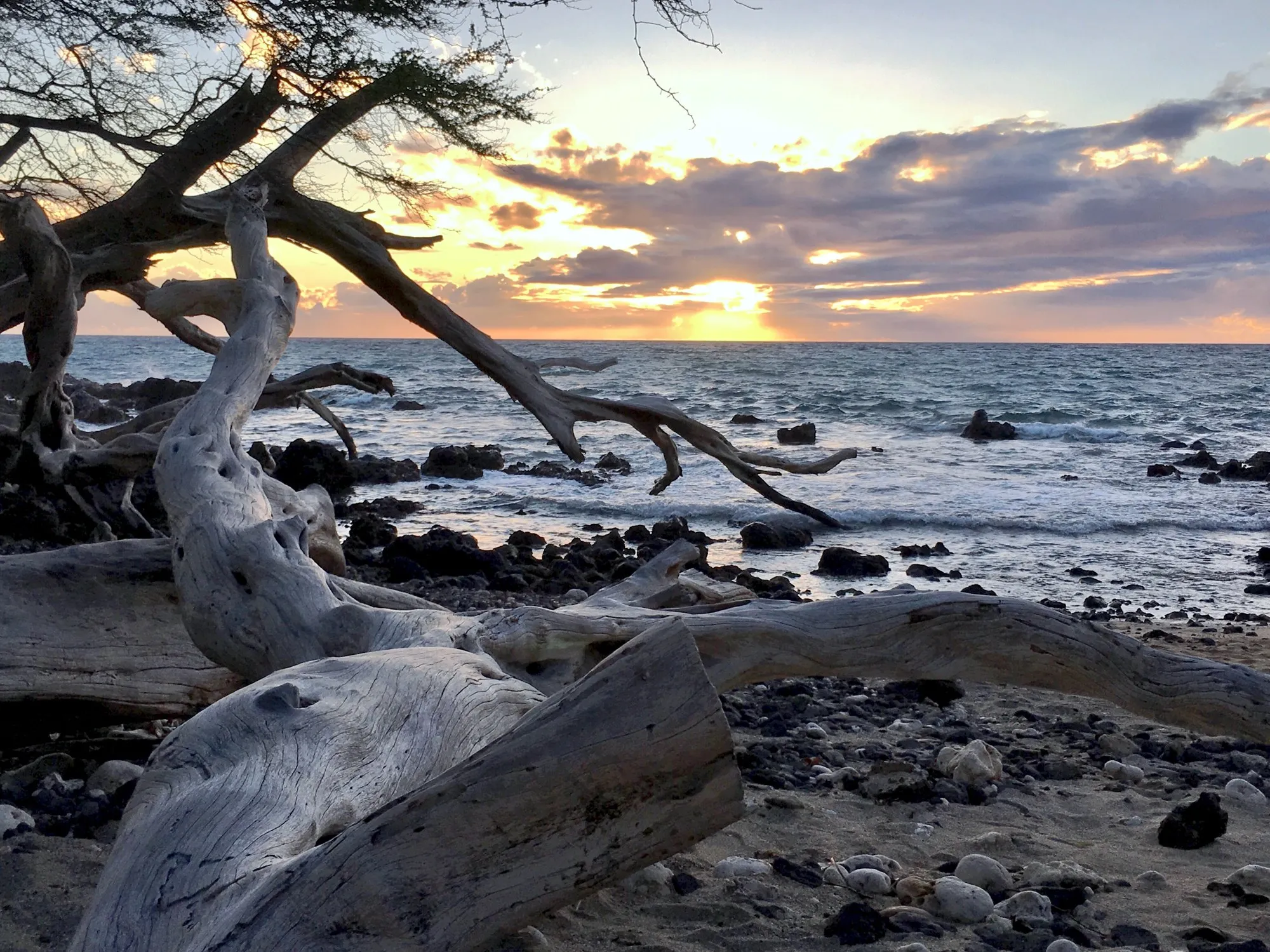 Driftwood branches framing a rocky shoreline beneath a clouded sky
