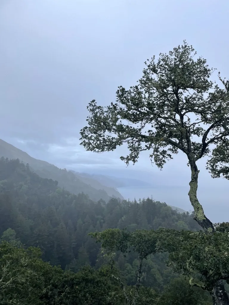 A lone tree overlooking a misty mountain landscape
