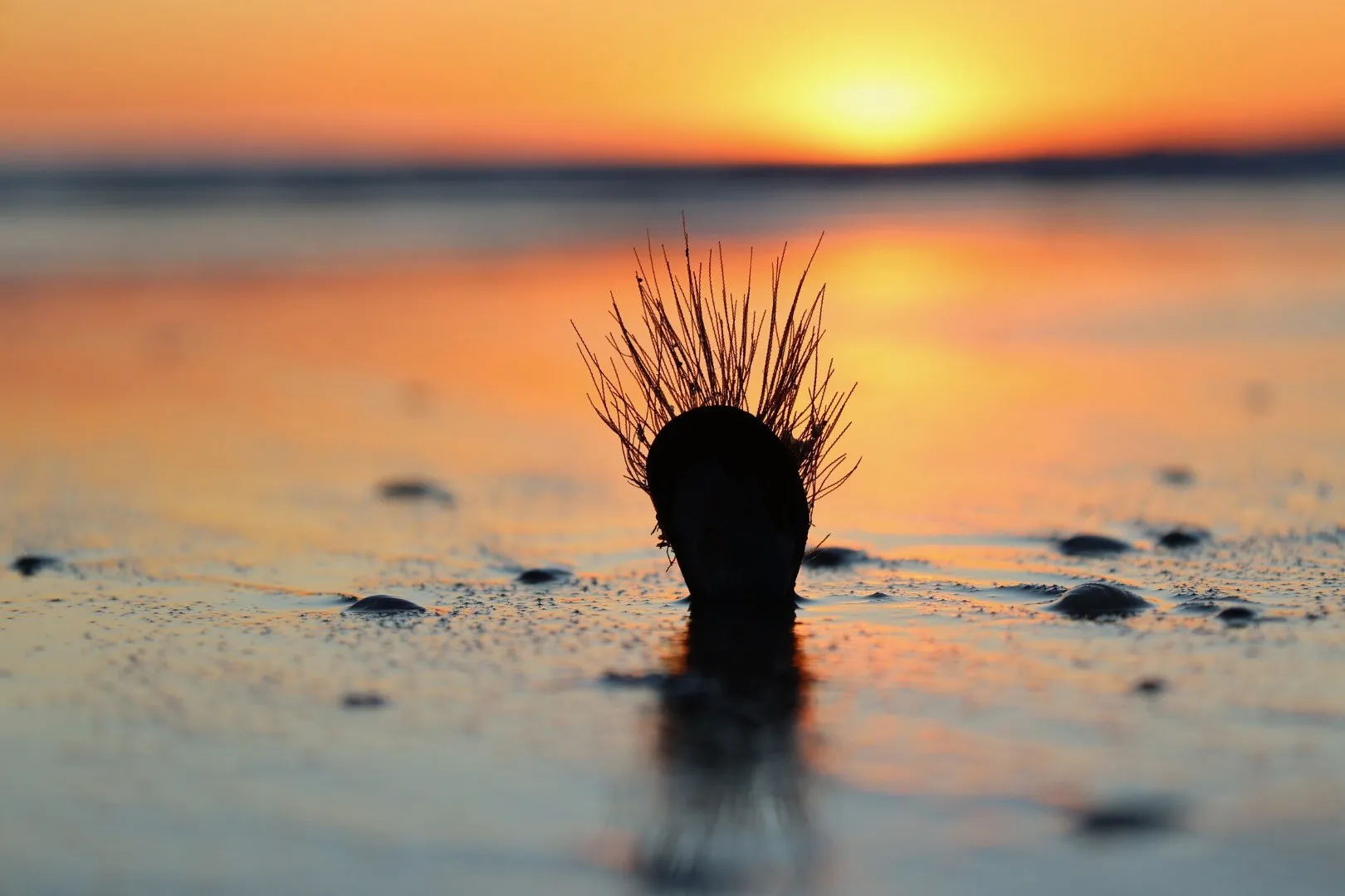 Seed head against the setting sun. A beach observation made in the changing evening light.