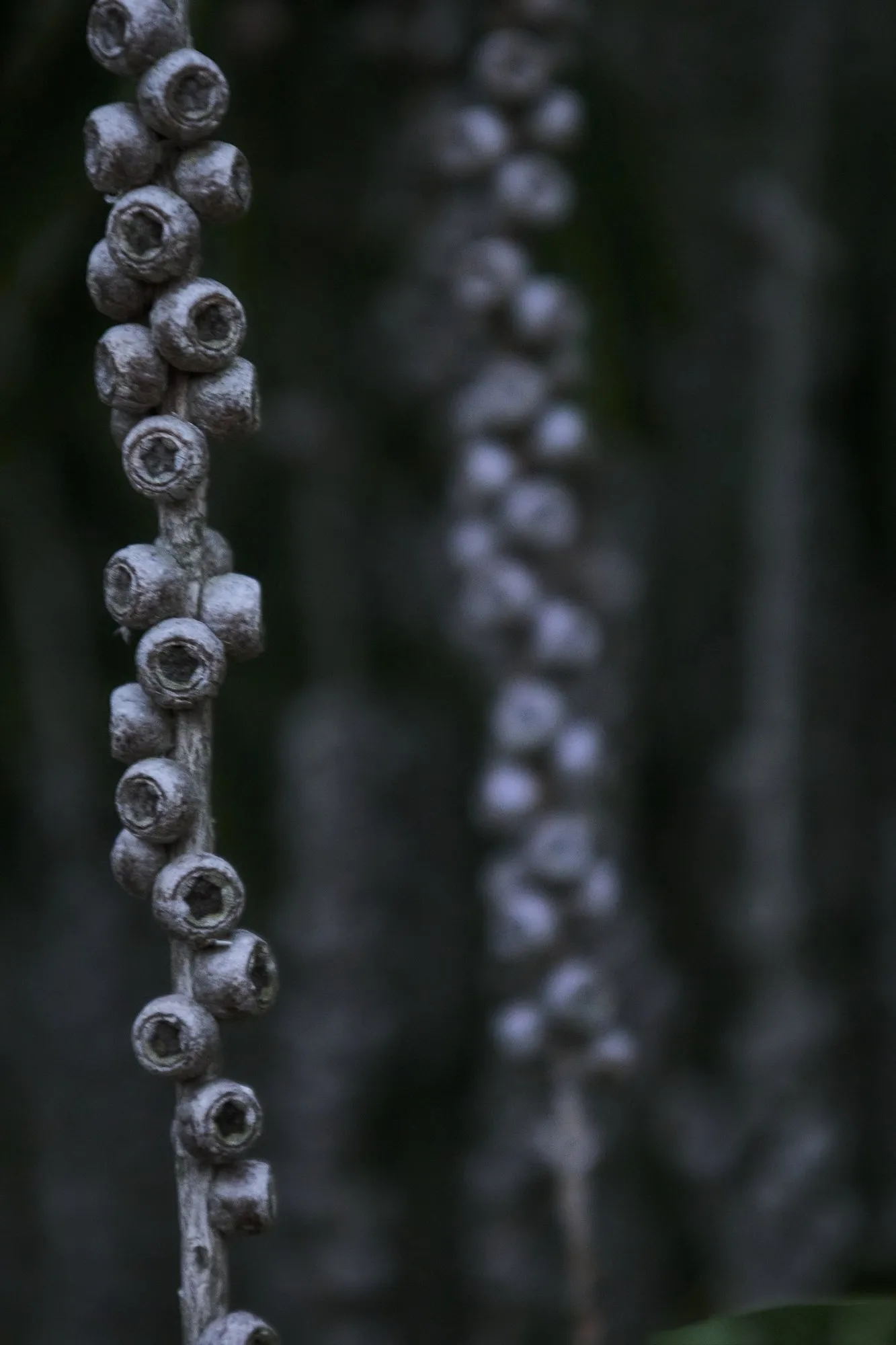 Small seed pods cluster along a stem in close detail.