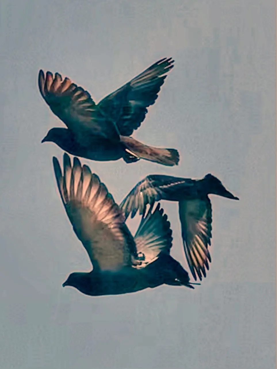 Several birds fly together across a pale gray sky.