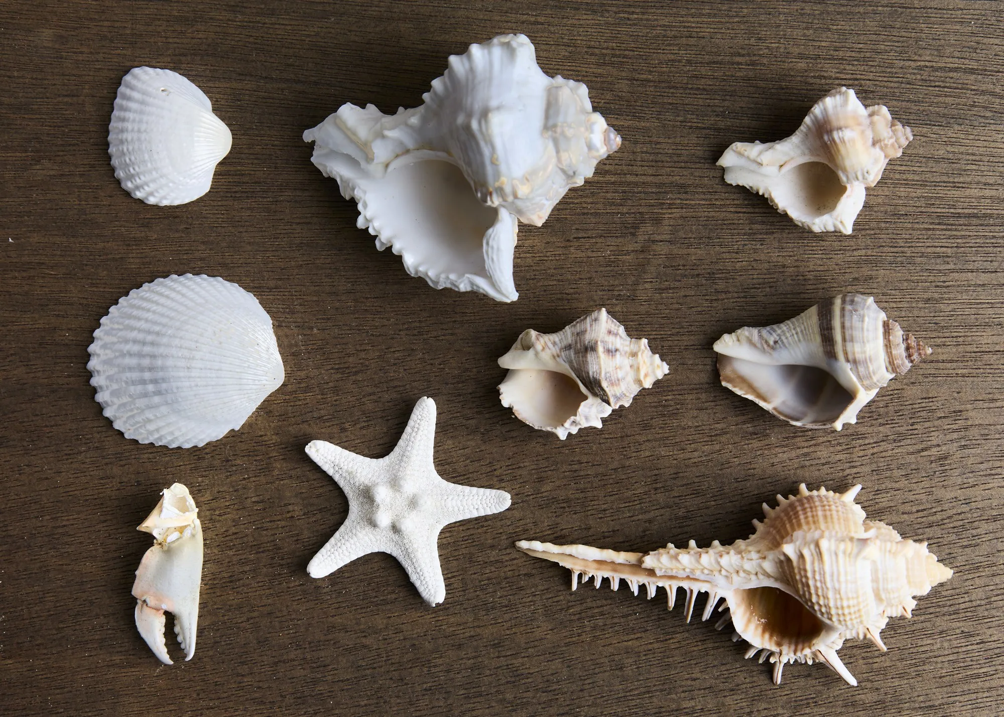 A collection of pale shells arranged on a dark surface.