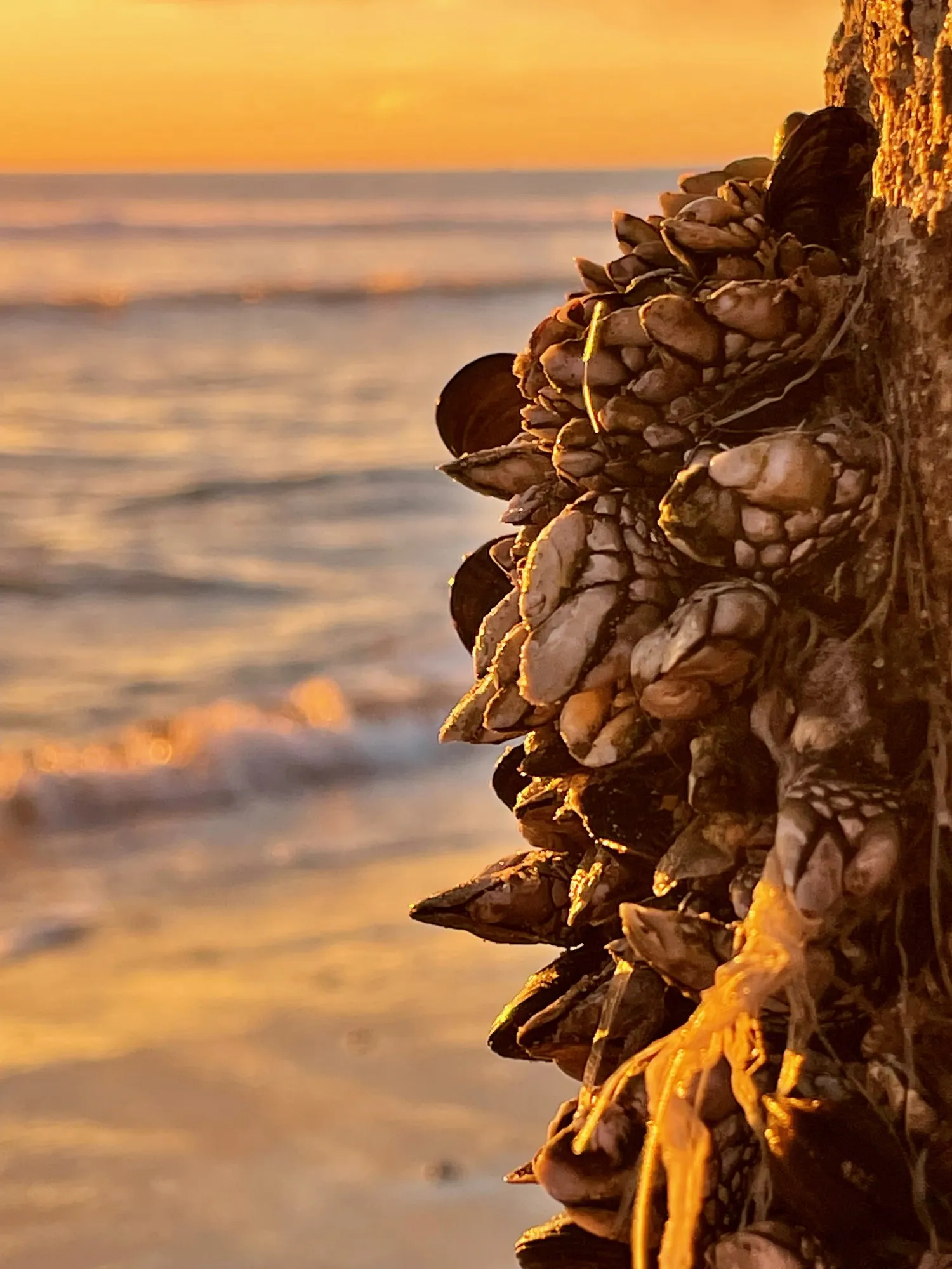 Shells in the last light. A beach observation made in the changing evening light.