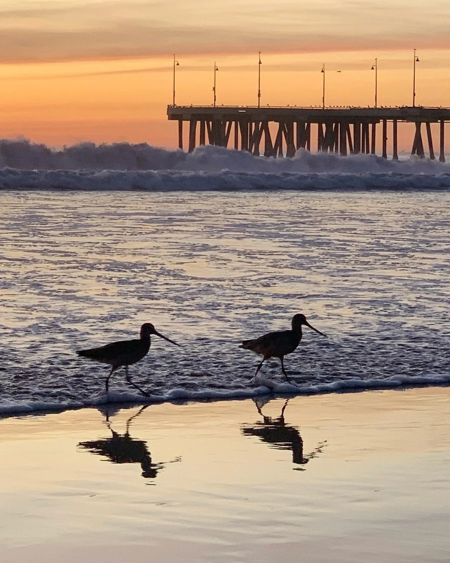 Shorebirds beneath the pier. A beach observation made in the changing evening light.