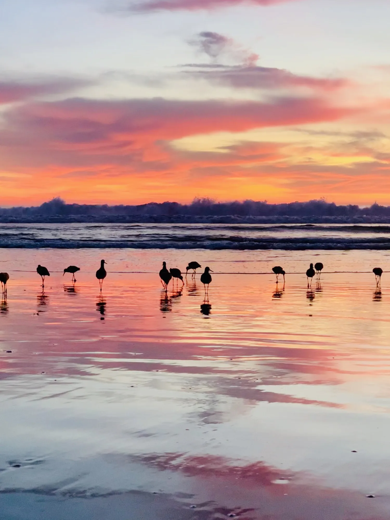 Shorebirds in evening light. A beach observation made in the changing evening light.