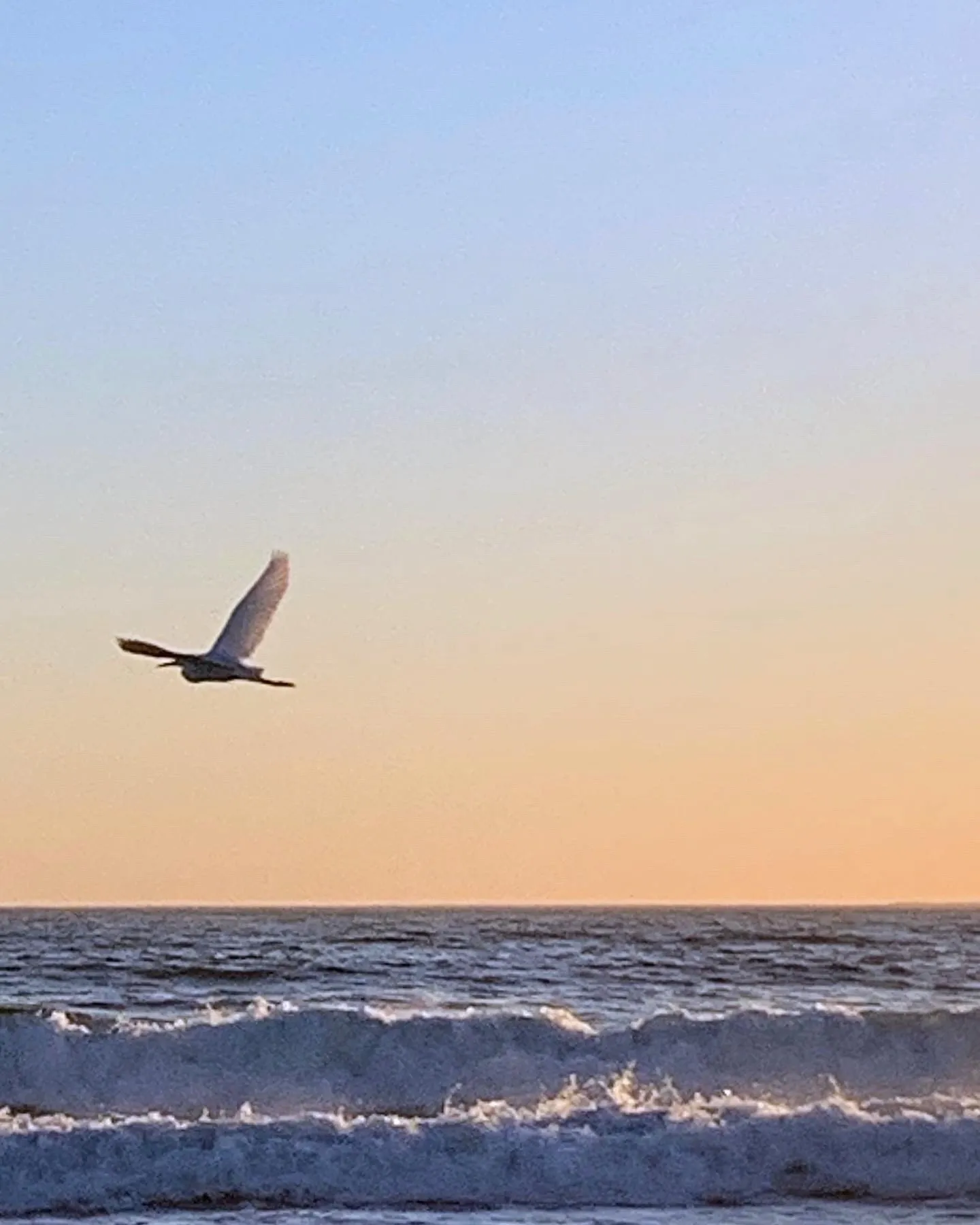A single bird crosses a golden sky above the ocean.