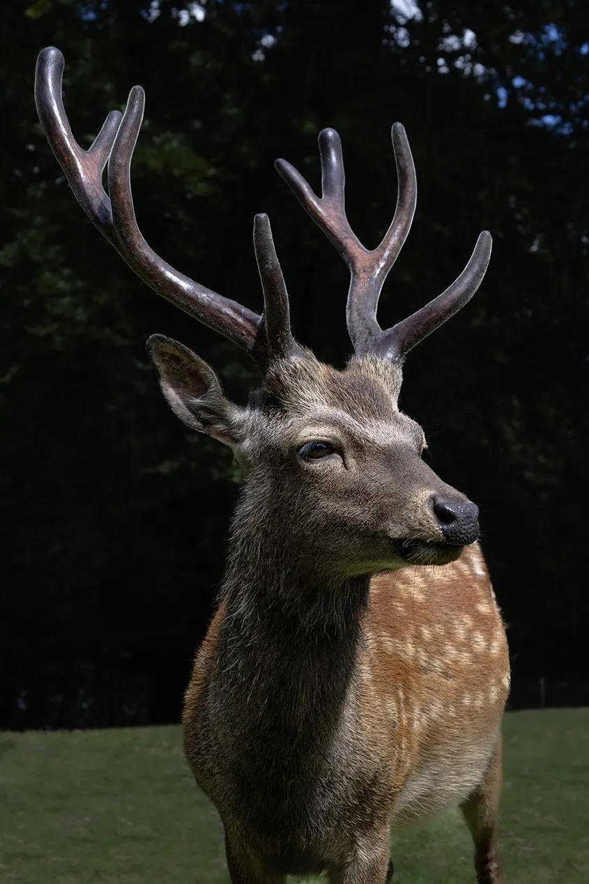 A stag with branching antlers looks into the darkness of a woodland.
