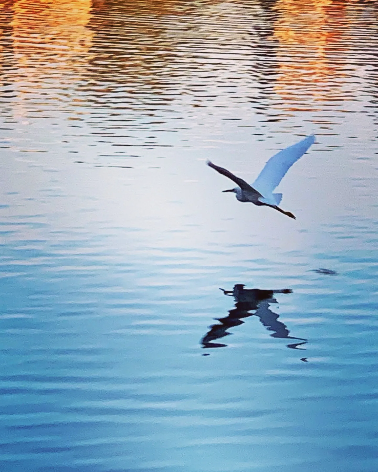 A white bird flies low above its reflection in calm blue water.